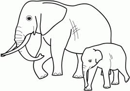 Elephant 12